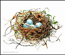 Image result for Bird Nest Drawing