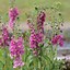 Image result for Verbascum phoeniceum rosetta