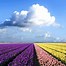 Image result for Netherlands Spring Flowers