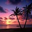 Image result for Tropical Pink iPhone Wallpaper