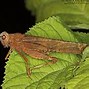 Image result for Carolina Grasshopper