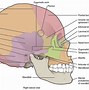 Image result for Human Skull Front