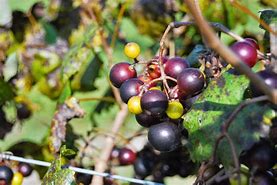 Image result for Muscadine Grape Varieties