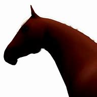 Image result for Wild Horse IRL
