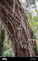 Image result for Trees That Branches Are Vines