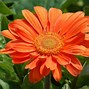 Image result for Colorful Daisies Flowers