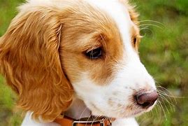 Image result for Best Dogs to Own
