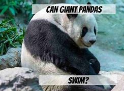 Image result for Giant Panda Swimming