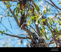 Image result for Fruit Bat Katherine NT