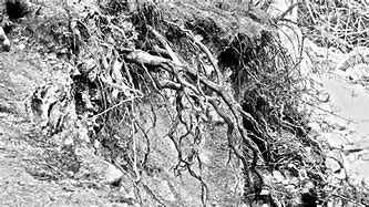 Image result for Apple Tree Roots