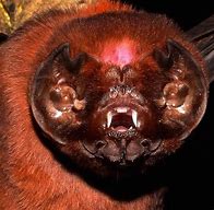 Image result for Ghost Bat Beautiful