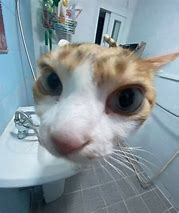 Image result for Goofy White Cat