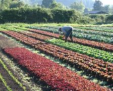 Image result for Local Vegetable Farms