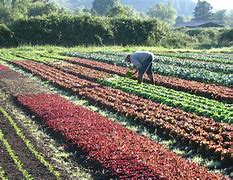 Image result for Small Organic Farm