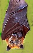 Image result for Largest Bat in History