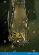 Image result for Bat Portrat