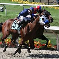 Image result for 2 Horses Racing