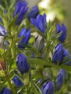 Bildergebnis für Gentiana True Blue