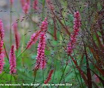 Image result for Persicaria amplexicaulis Betty Brandt