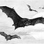 Image result for Bat Breeds