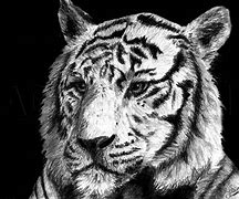 Image result for White Tiger Sketches