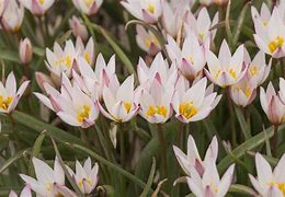 Image result for Tulipa cretica Hilde