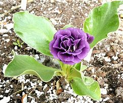 Image result for Primula auricula Fred Booley