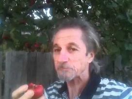 Image result for Wenatchee Red Flesh Apple
