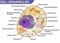 Image result for Organelles Meaning