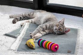 Image result for Fun Cat Toys