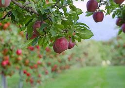 Image result for Snapdragon Apple Tree