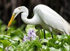 Image result for Ardea alba