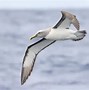 Image result for albattos