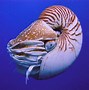 Image result for Octopus Hearts