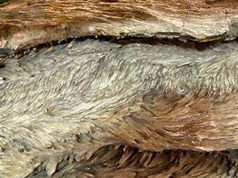 Image result for Petrified Wood Banner