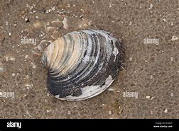 Image result for Ocean Quahog Iceland