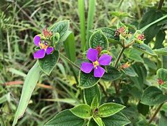 Image result for Purple Wildflower Case