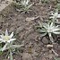 Image result for Leontopodium alpinum Edelweiss