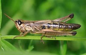 Image result for Cricket Animal Sound