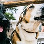 Image result for Dog Adoption Events Near Me This Weekend