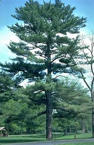 Image result for Pinus strobus Steven Ino