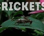 Image result for Sound of Crickets