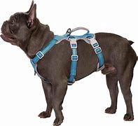 Image result for No Escape No Pull Dog Harness for Boxer