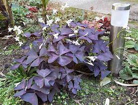 Image result for Oxalis triangularis Irish Mist