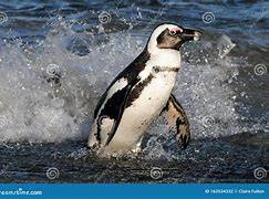 Image result for Cape Penguin