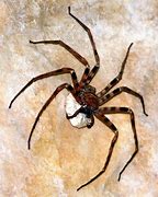 Image result for Biggest Spider Fangs
