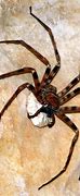 Image result for 10 Biggest Spiders in the World