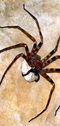 Image result for Biggest Spider in Hte World