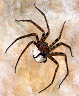 Image result for Super Big Spiders