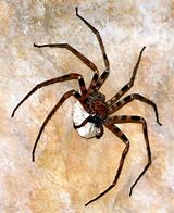 Image result for Largest Spider Ever Existed
